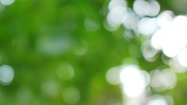 Green background bokeh of rainforest trees. - Footage, Video