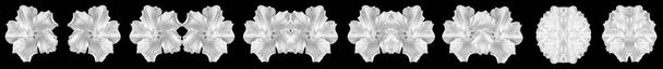 Macro serie monocromatica ibisco, sette fioriture bianche morphing
 - Foto, immagini