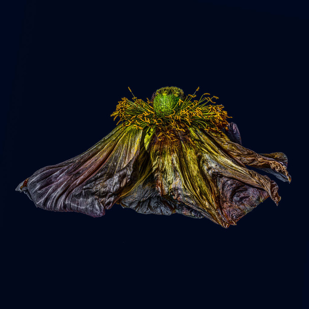 desbotamento surrealista escuro brilhante cetim metálico / flor de papoila de seda
 - Foto, Imagem