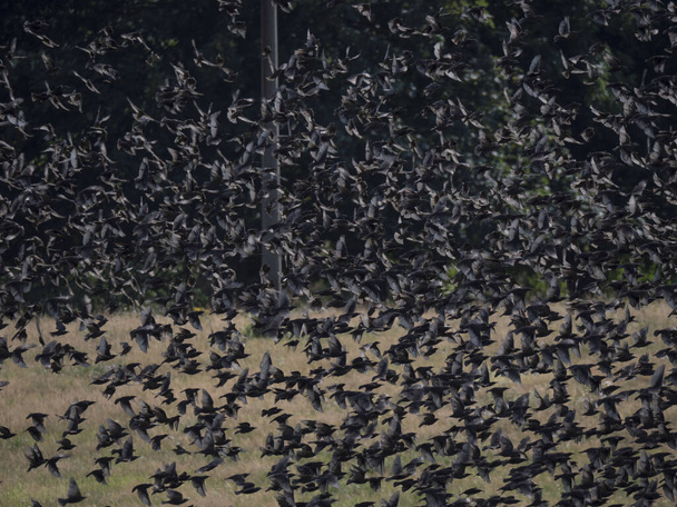 Una gran bandada de estorninos comunes. Cien pájaros revoloteando sobre fondo verde beige. Patrón abstracto natural
 - Foto, Imagen