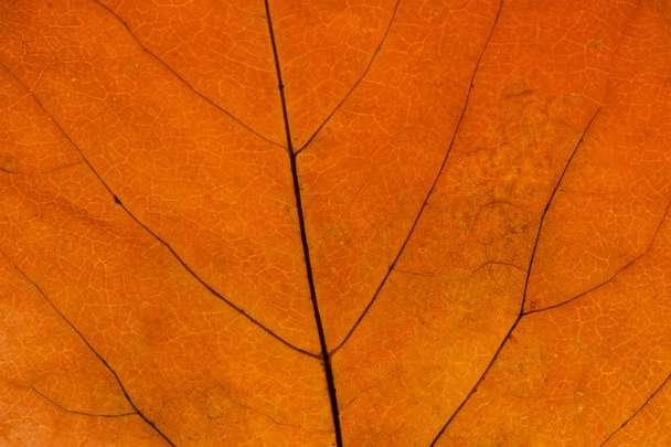 background with detailed yellow autumn leaf - Foto, afbeelding