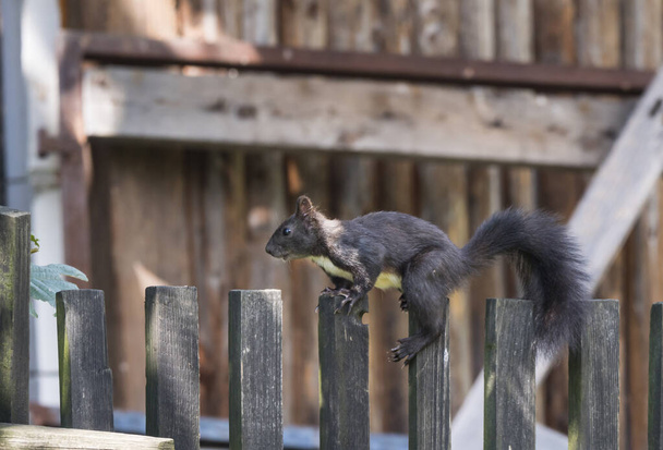 Close up Black squirrel, Sciurus vulgaris climbing on wooden fence paling. Selective focus, copy space - Photo, Image