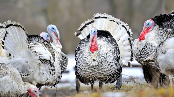 Turkey-cock - Photo, Image