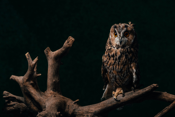 söpö villi pöllö puinen haara eristetty musta
 - Valokuva, kuva