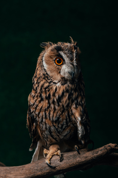 cute wild owl on wooden branch isolated on black - Φωτογραφία, εικόνα