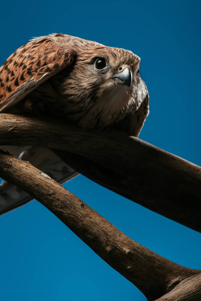 matala kulma näkymä söpö villi pöllö puinen haara eristetty sininen
 - Valokuva, kuva