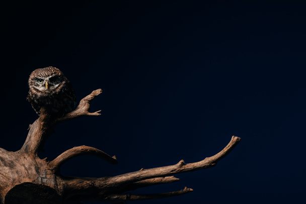 söpö villi pöllö puinen haara eristetty musta kopio tilaa
 - Valokuva, kuva