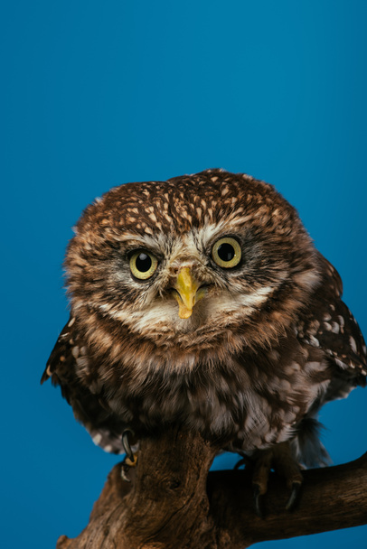 cute wild owl on wooden branch isolated on blue - Fotografie, Obrázek