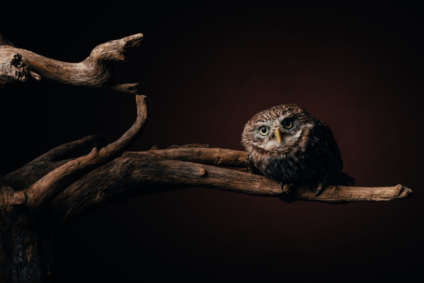 söpö villi pöllö puinen haara mustalla taustalla
 - Valokuva, kuva