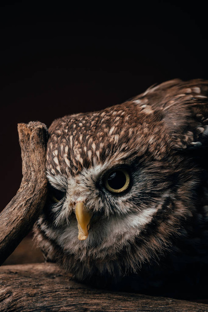 ruskea söpö villi pöllö puinen haara eristetty musta
 - Valokuva, kuva