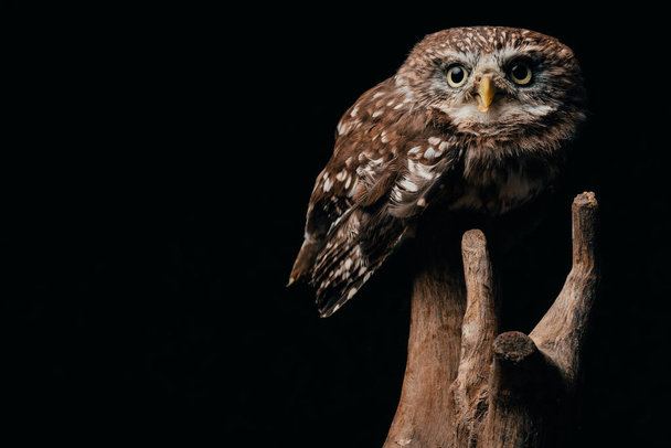 brown cute wild owl on wooden branch isolated on black with copy space - 写真・画像