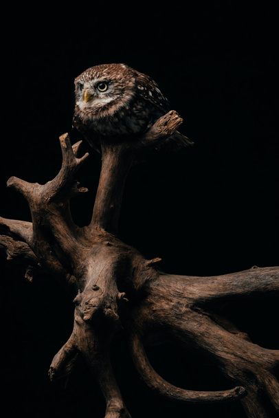 brown cute wild owl on wooden branch isolated on black - Foto, Imagen