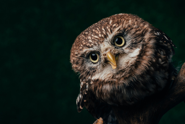 ruskea söpö villi pöllö puinen haara eristetty musta kopio tilaa
 - Valokuva, kuva