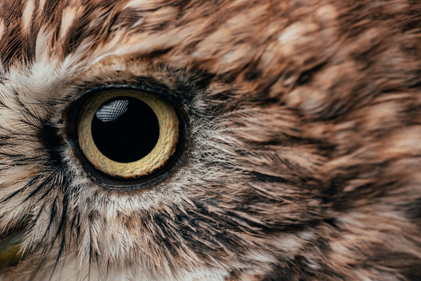 lähikuva villi pöllö silmä
 - Valokuva, kuva