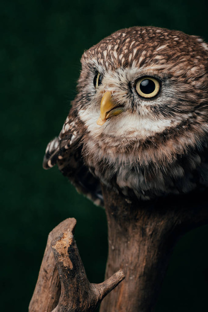 brown cute wild owl on wooden branch isolated on black - 写真・画像