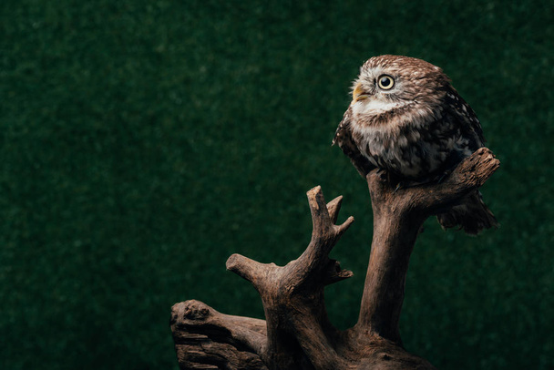 cute wild owl on wooden branch on dark background - Photo, Image