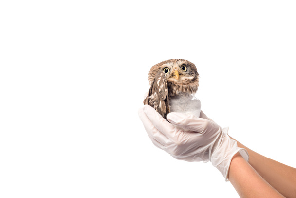 Osittainen näkemys eläinlääkärin tilalla luonnonvaraisten loukkaantuneiden pöllö eristetty valkoinen
 - Valokuva, kuva