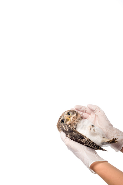 Osittainen näkemys eläinlääkärin tilalla luonnonvaraisten loukkaantuneiden pöllö eristetty valkoinen kopio tilaa
 - Valokuva, kuva