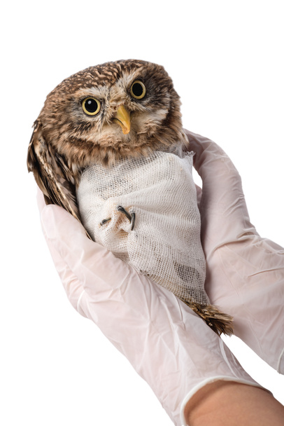 Osittainen näkemys eläinlääkärin tilalla luonnonvaraisten loukkaantuneiden pöllö eristetty valkoinen
 - Valokuva, kuva