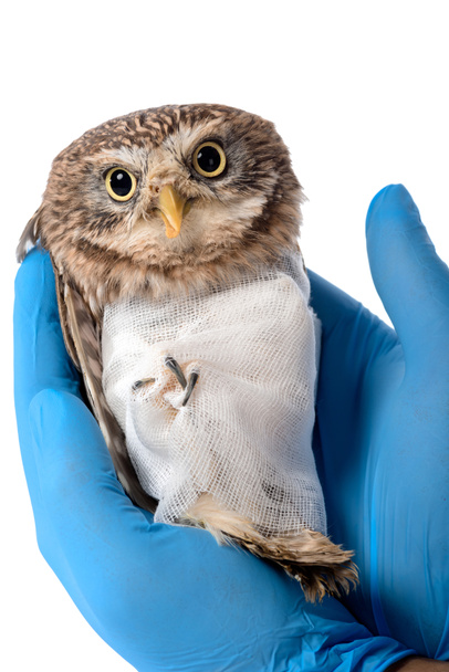 rajattu näkymä eläinlääkärin tilalla luonnonvaraisten loukkaantuneiden pöllö eristetty valkoinen
 - Valokuva, kuva