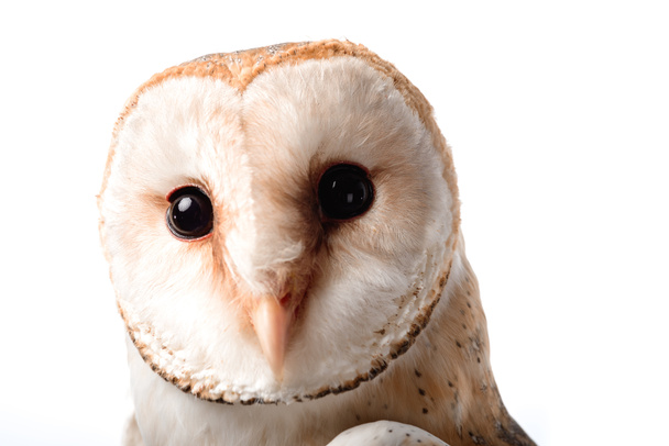 cute wild barn owl muzzle isolated on white - Photo, Image