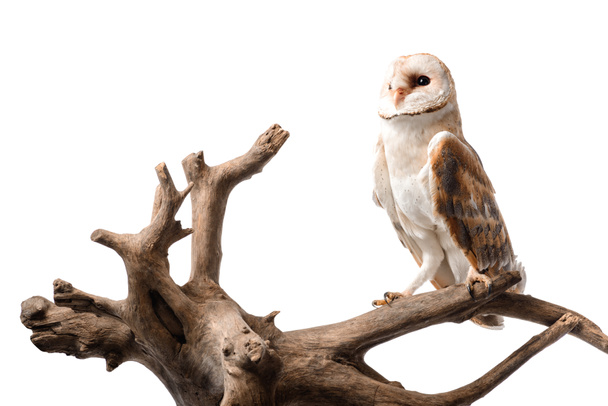 söpö villi lato pöllö puinen haara eristetty valkoinen
 - Valokuva, kuva