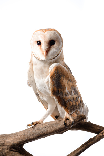 cute wild barn owl on wooden branch isolated on white - Foto, Bild