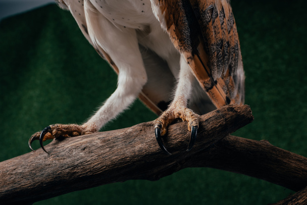 lähikuva villi lato pöllö kynnet puinen haara vihreällä pohjalla
 - Valokuva, kuva