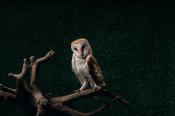 söpö villi lato pöllö puinen haara tummalla pohjalla
 - Valokuva, kuva