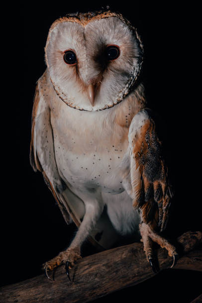 söpö villi lato pöllö puinen haara pimeässä eristetty musta
 - Valokuva, kuva
