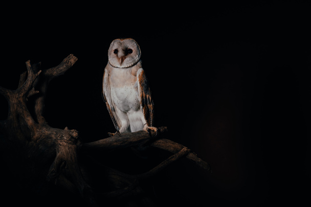 cute wild barn owl on wooden branch in dark isolated on black - Foto, Bild