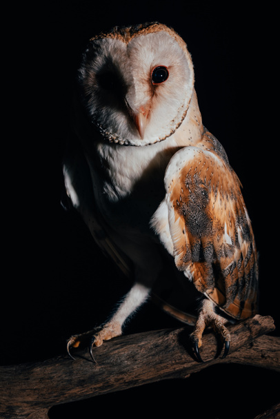 cute wild barn owl on wooden branch in dark isolated on black - Foto, afbeelding