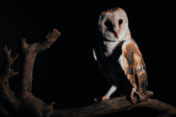 cute wild barn owl on wooden branch in dark isolated on black - Photo, Image