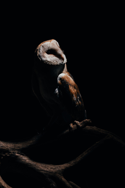 söpö villi lato pöllö puinen haara pimeässä eristetty musta
 - Valokuva, kuva