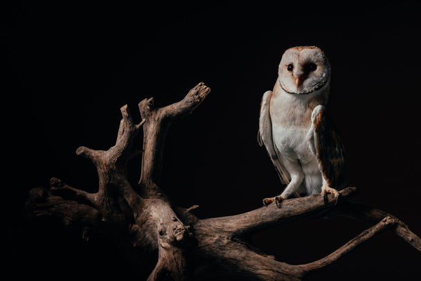 cute wild barn owl on wooden branch isolated on black - Foto, Bild