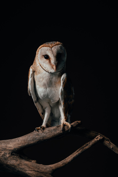 cute wild barn owl on wooden branch isolated on black - Foto, afbeelding