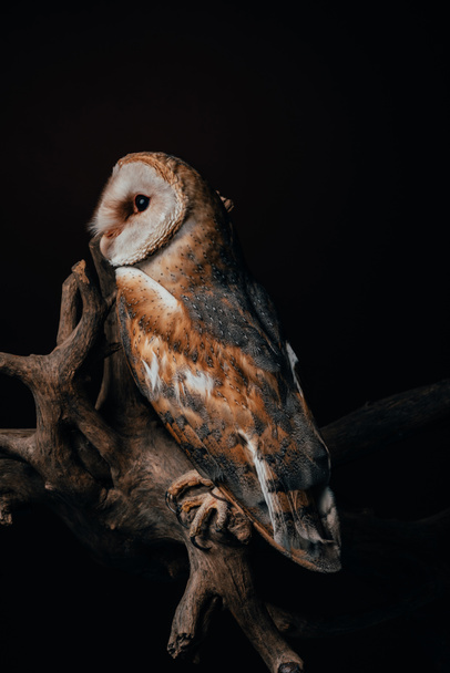 cute wild barn owl on wooden branch isolated on black - Foto, afbeelding