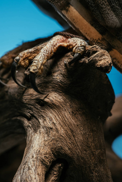 обрізаний вид на кігті дикої сарайної сови на дерев'яній гілці ізольовані на синьому
 - Фото, зображення