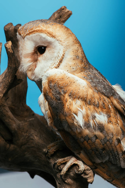 fluffy wild barn owl sitting on wooden branch isolated on blue - Foto, imagen
