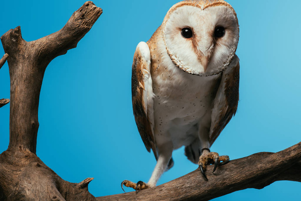 fluffy wild barn owl on wooden branch isolated on blue - Zdjęcie, obraz