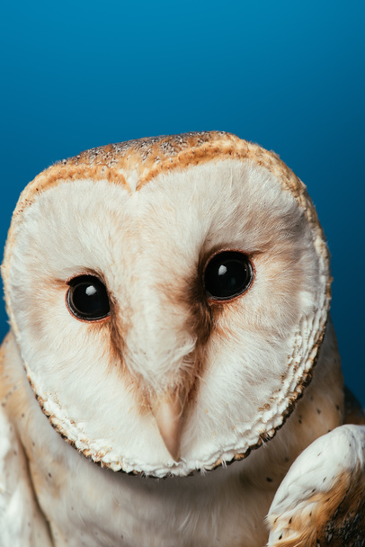 fluffy wild barn owl muzzle isolated on blue - Valokuva, kuva