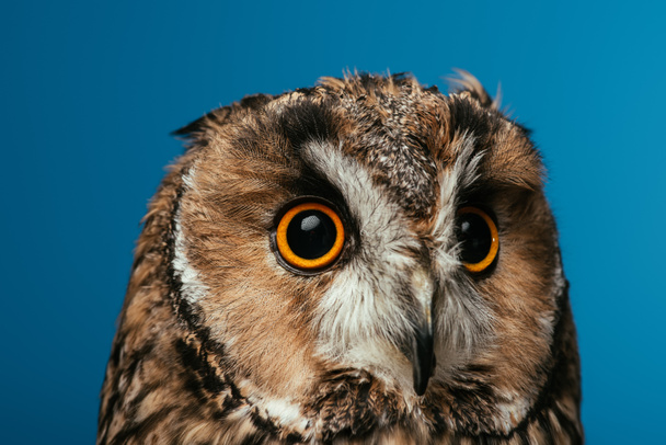 cute wild owl muzzle isolated on blue - Foto, afbeelding