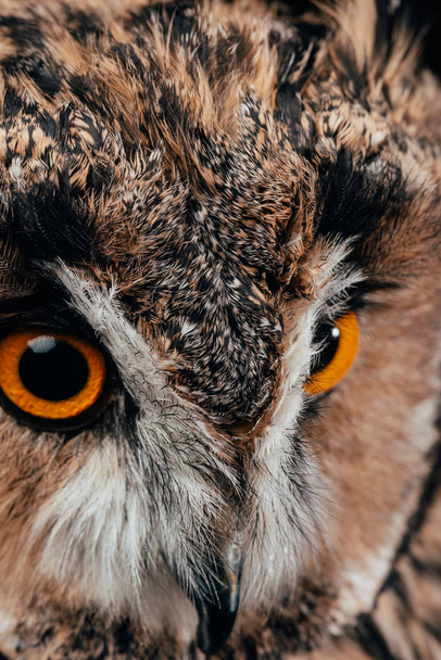close up view of cute wild owl muzzle - Foto, immagini