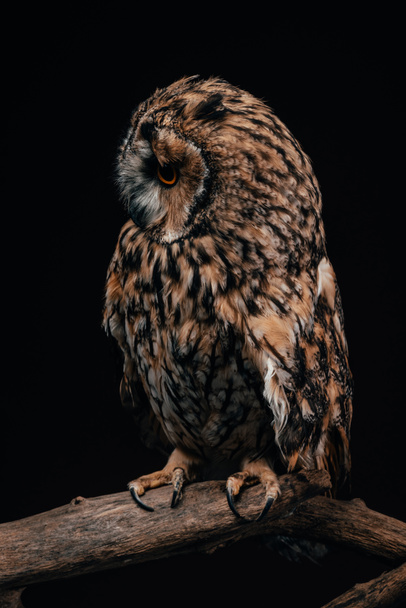 cute wild owl sitting on wooden branch isolated on black - Foto, afbeelding