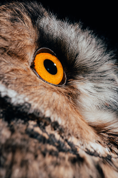 close up view of wild owl eye isolated on black - Photo, image
