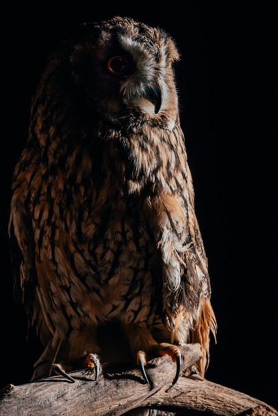 söpö villi pöllö istuu puinen oksa pimeässä eristetty musta
 - Valokuva, kuva