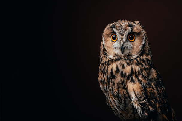 cute wild owl isolated on black - Фото, изображение
