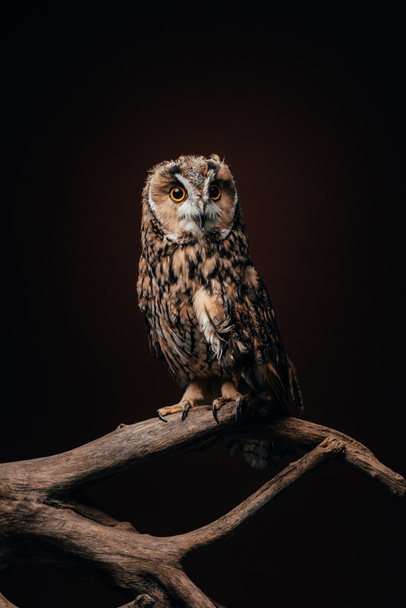 cute wild owl sitting on wooden branch isolated on black - 写真・画像