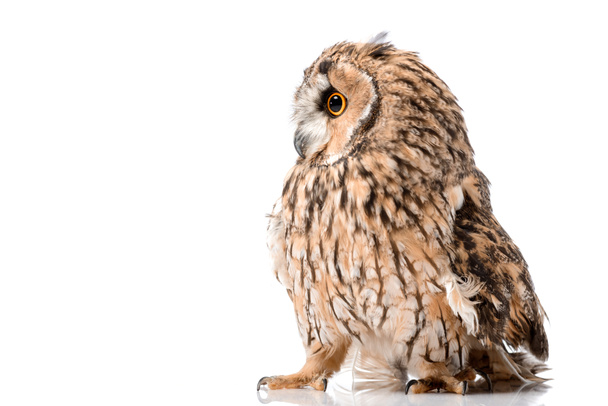 cute fluffy wild owl isolated on white with copy space - Foto, imagen