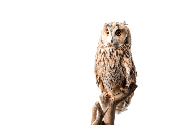 wild owl sitting on wooden branch isolated on white with copy space - Zdjęcie, obraz